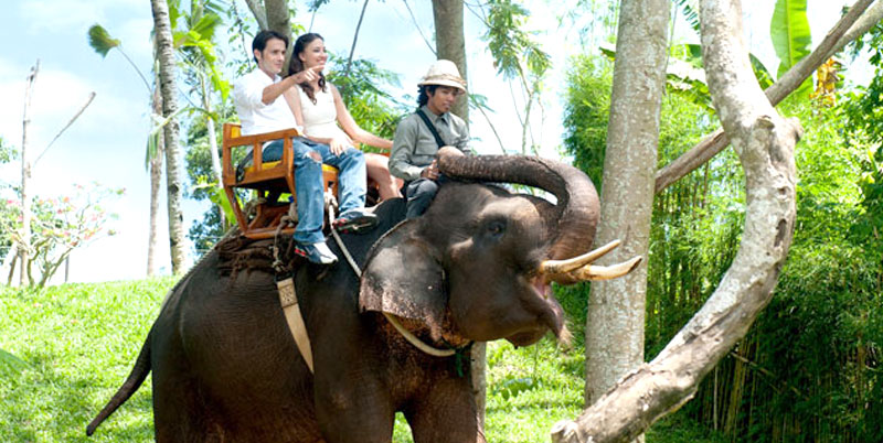 Elephants Riding Bali