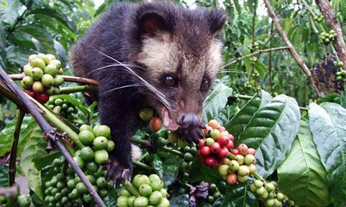 Luwak Coffee Bali