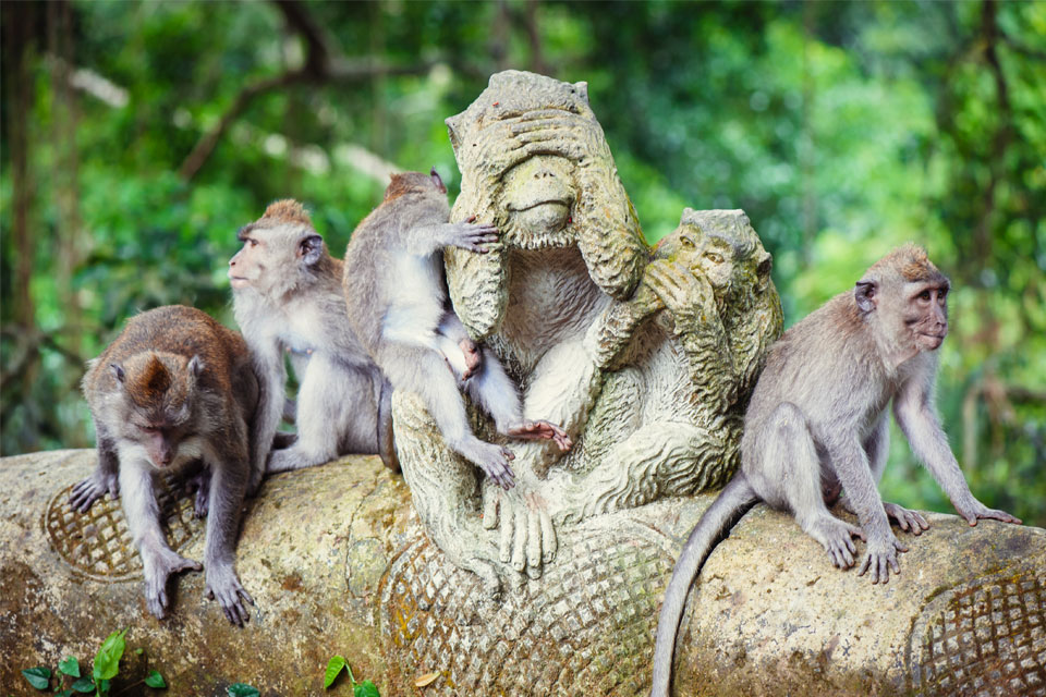 monkey forest Ubud